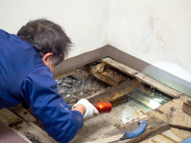 Best Attic Mold Removal  in Kaanapali, HI
