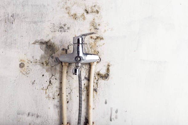 Office Mold Removal Services in Kaanapali, HI