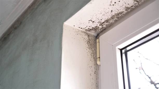 Best Fast Mold Removal  in Kaanapali, HI