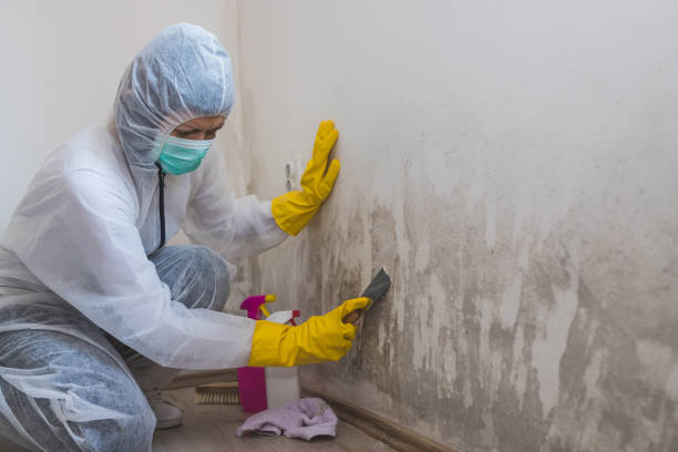 Best Black Mold Removal  in Kaanapali, HI