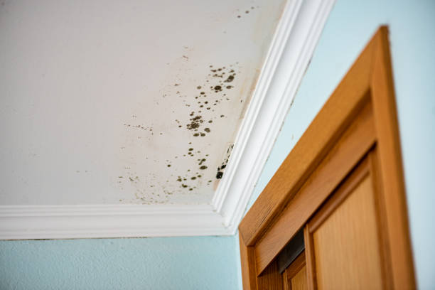 Best Toxic Mold Removal  in Kaanapali, HI