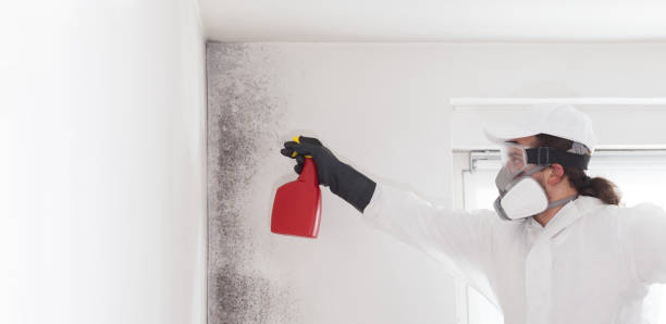 Best Mold Cleaning Services  in Kaanapali, HI