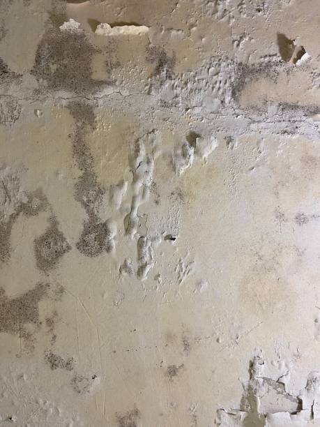 Best Mold Damage Repair  in Kaanapali, HI