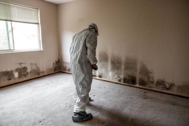 Best Residential Mold Removal  in Kaanapali, HI