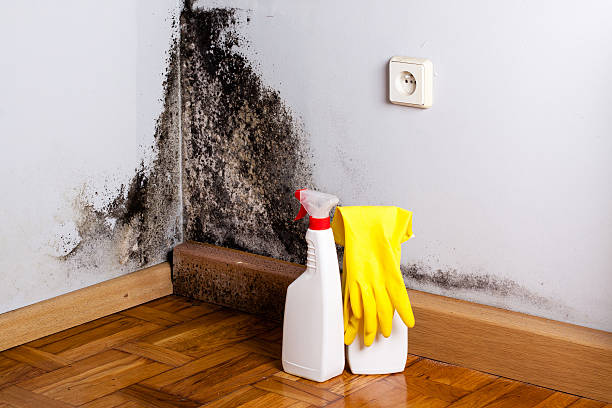 Best Mold Damage Repair  in Kaanapali, HI