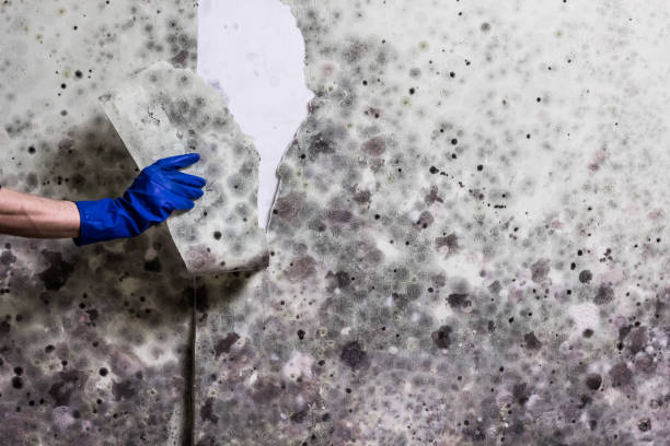 Best Mold Removal Company Near Me  in Kaanapali, HI