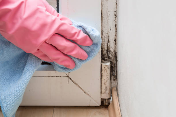 Best Attic Mold Removal  in Kaanapali, HI